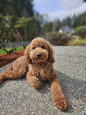 Seattle Goldendoodles