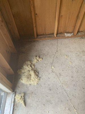 Rodent feces and nest