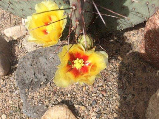 Opuntia macrocentra in bloom