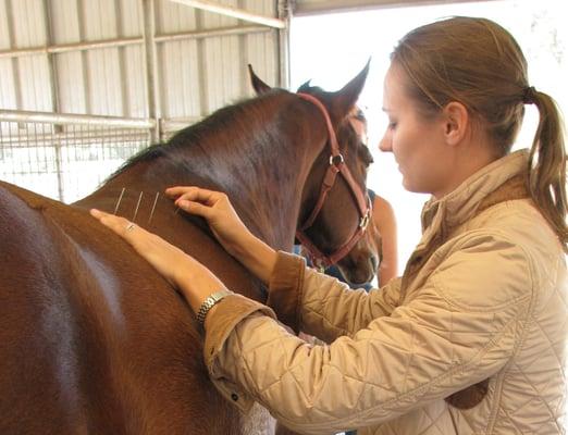 Balanced Horse Veterinary Service