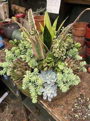 Succulent arrangement designed by Lucio at Foliage Garden.