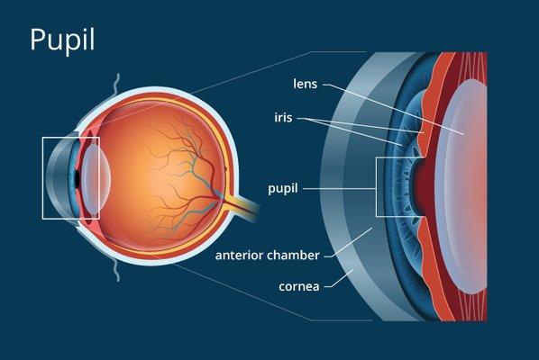 Pupil Diagram