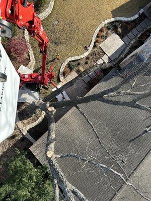 Inside the spider lift removing a large tree in Tulsa.