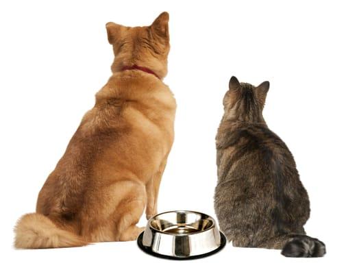 Your pets can sense bad water too. Call & ask about the "pet test" and see, when given the choice, which water bowl your pets drink from.