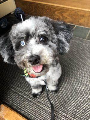 After groom  Pupper looks much happier