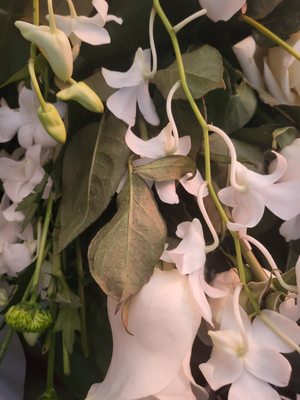 Old, dried leaves, placed backwards when this is the arrangements front side.