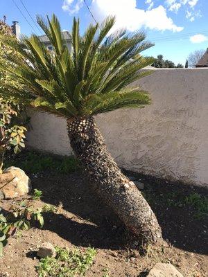 Sago palm after