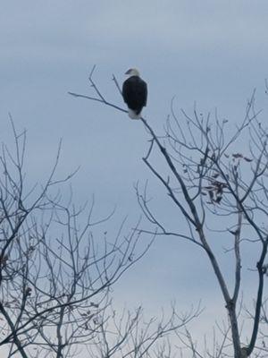 Bald Eagle