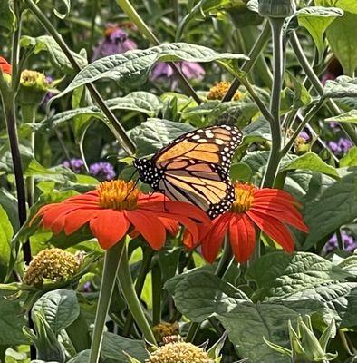 Flower gardens attracted Monarchs and bees