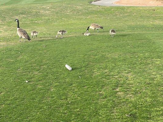 Geese family at Sunriver Golf Course