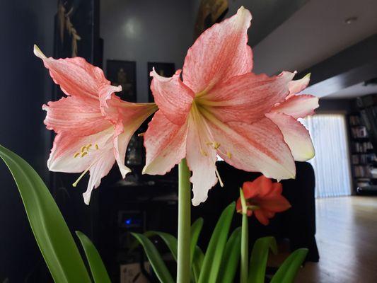 Amaryllis