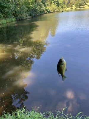 Bluegill in Lake Hamilton