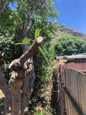 Brining back trees to property line