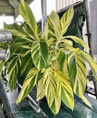 Variegated Ginger Lily