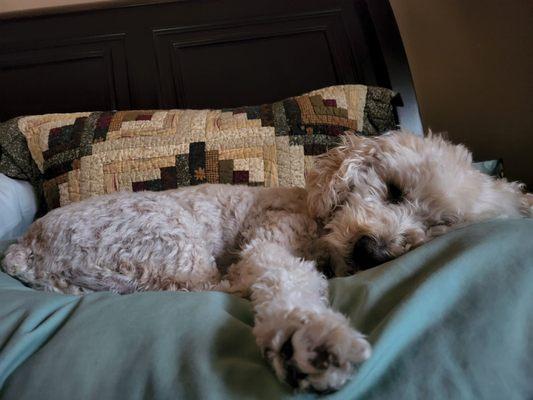 The  Best Vet Clinic!   Lovingly cared for since '83, Clyde & all of his fur-siblings say, "Thanks!"