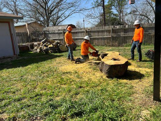 Busy Bee Tree Service