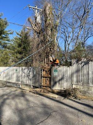 Removing a dead tree from a local dentist office !