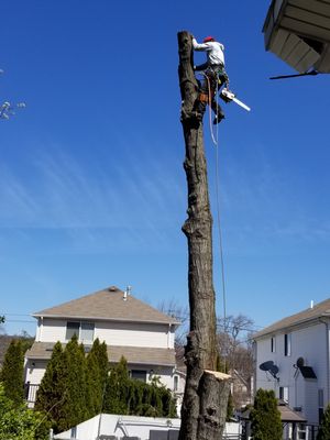 Evergreen Tree specialists