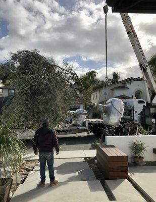 very impressive watching Dom transplant 80 year old olive trees