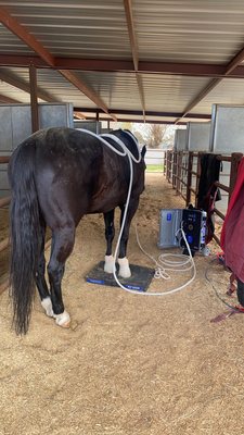 Our hoof mat & wings being used to help with a severe laminitis case!