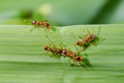 Double Trouble Praytor Pest Control