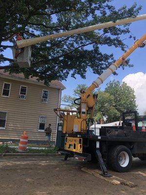 Prune for street clearance