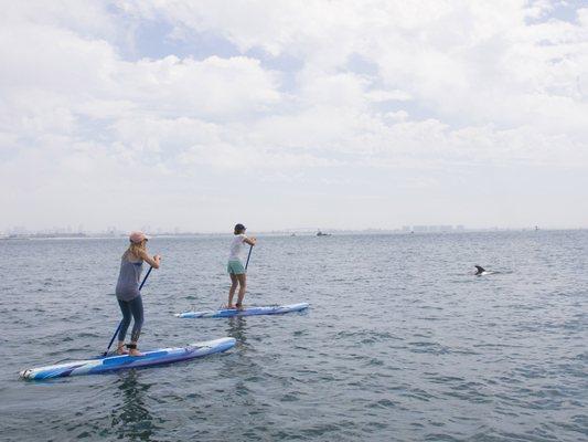 Dolphin Watching from our own paddle boards !