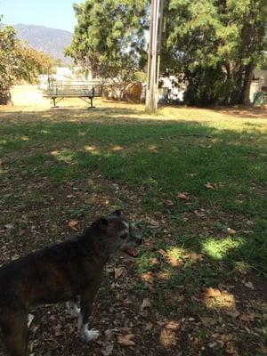 My dog and I have the whole dog park to ourselves. No other dogs around :/