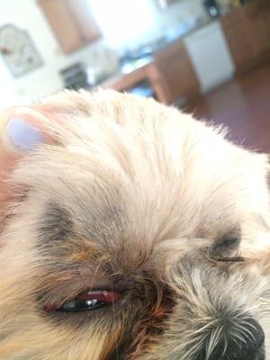 Horrible customer service. They did this to my puppies eye and did not even apologize or reimburse me for vet bills.