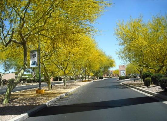 Entrance road to the Thunderbird School of Global Management in the springtime