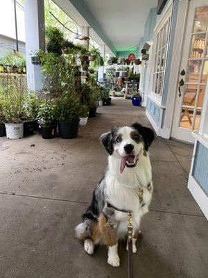 Was dog friendly!  Sitting like a good boy in the alleyway