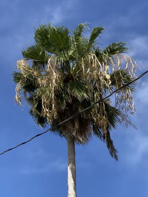 Over grown Palms