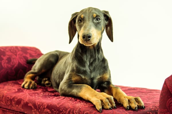 Doberman Pinscher