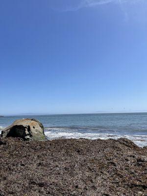 Overtaken by seaweed