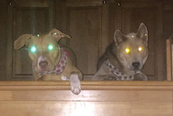 Red & Venus, waiting patiently at the top of the stairs for their command to come down.