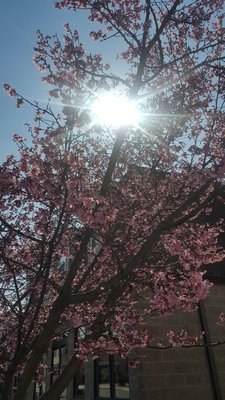 Cherry blossom trees in Main st.