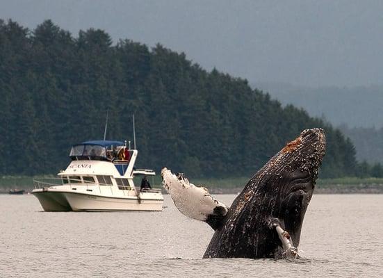 Breaching Humpback Whale at North Pass while on tour.