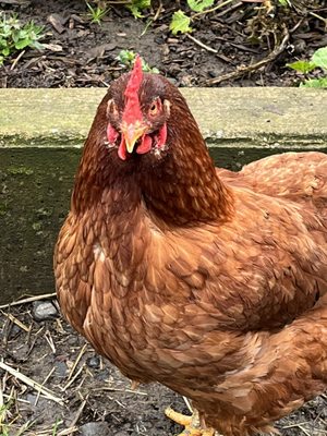 Our pet chicken Samantha