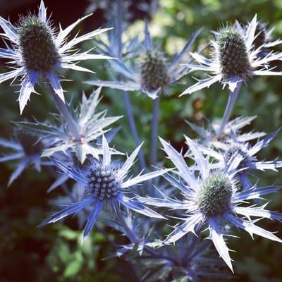 Sun Perennial: Eryngium (Sea Holly) "Blue Glitter"