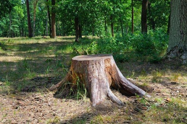 Stump Grinding in Pensacola, Florida