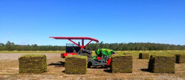 Our sod harvester cutting pallets of sod.  Each pallet covers 400 square feet and weights 3,000 pounds!