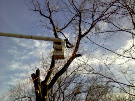 Above & Beyond Tree Care