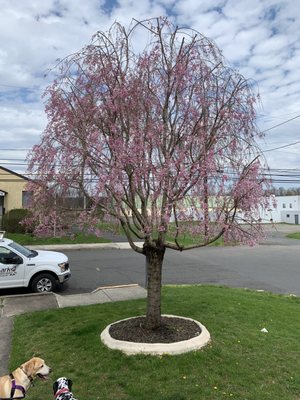 Gehringer Tree Service