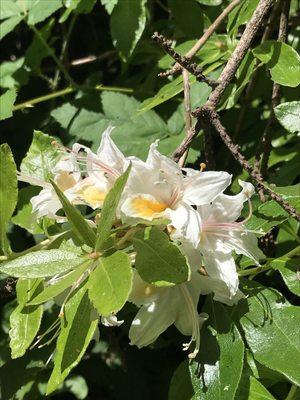 Blooming azalea surrounded by foliage.