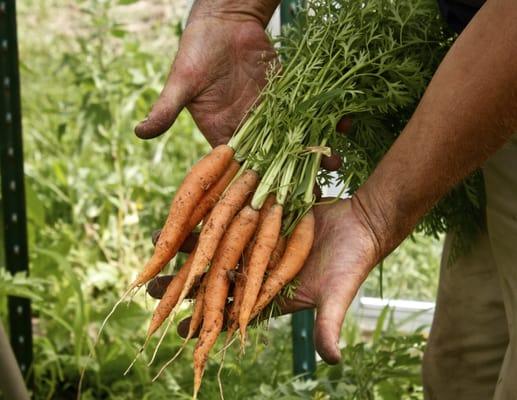 Great local carrots from Veenstra's Farm! We enjoy supporting local farms with the same mind set:)