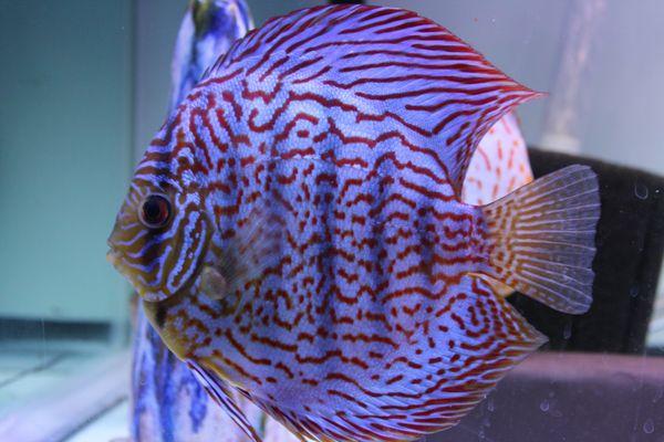 Chicago Discus