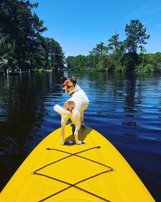 Canal life is a good life!  #jeanguitecreek #paddleboardingpets