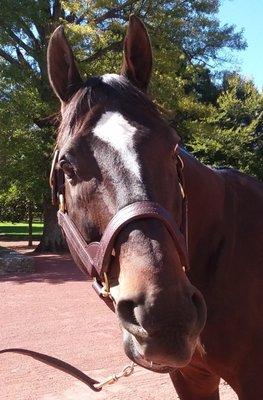 Empire Maker, grand sire of American Pharoah