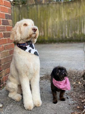 Shih Tzu & Labradoodle freshly cut