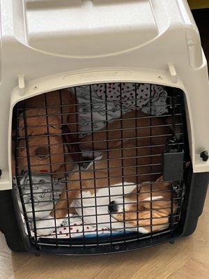 Phoebe finally learns how to sleep in her crate with the door closed during the day.